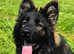 German shepherd female