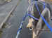 Hermits Bambi 13.2hh Blue Blagdon Mare