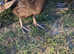 Khaki cambell ducklings looking for a home