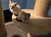 Male Snow Savannah Kitten