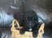 Gorgeous Bordoodle puppies for sale