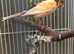 scots fancy canary