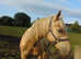 Palomino Gelding - youngstock