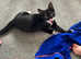 Bangle cross kitten - male