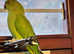 Beautiful Indian ringnick parrot