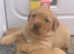 5 working line health tested Labradors