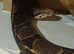 10 ft+ Female BCI Boa Constrictor