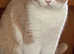 British Shorthaired cream and white kittens