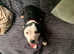 14 month old male staff £200