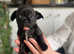 Jug puppies