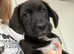 beagle mix pups for sale MANCHESTER area