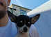 Tea cup male chihuahua puppy