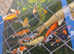 Various koi for sale, most between 8 and 12 inch