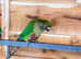 Stunning young conure parrot for sale