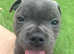 Last male blue staffy puppy for sale