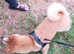Female Shiba Inu