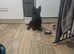 Scottish terrier puppies only 1 girl left