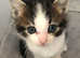 Stunning kittens