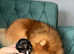 Tiny Pomeranian black&tan girl Available