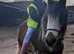 Rolo 12hh gelding