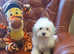 Adorable Havanese x Maltese puppies