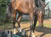 Stunning Flashy Youngster !!