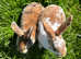 Beautiful Mini Rex babies ready very soon