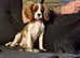 Cavalier king charles girl