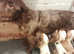 Cocke spaniels