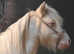 Miniature shetland ponies