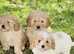 Lovely cavapoochon girl puppies for sale