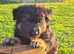 Long haired straight back German Shepard's