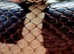 Various Snakes Available