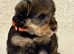 Wawauzer puppies