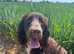 Cocker spaniel therapy dog