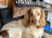 Cocker spaniel stud