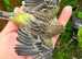 Canary
