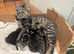 Beautiful Mixed Breed Kittens For Sale - Ready To Go, Last beautiful boy remaining!!