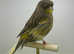 Norwich canaries