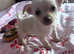 LAST Stunning Little CHIHUAHUA boy puppy For Sale