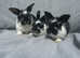 French lops