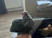 X3 BEAUTIFUL ROOSTERS PEKIN