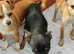 Male Russian Toy Terrier for sale