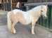 A Superstar First Shetland.