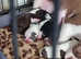 **THIS BEAUTIFUL BLACK AND WHITE BOY IS STILL LOOKING FOR HIS FOREVER HOME**5 Gorgeous WILDAX Boston Pups for sale **