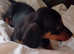 Standard Daschound puppys