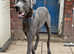 This butifull Great Dane boy is looking for his forever home