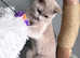 Two female British shorthairs