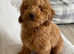 Miniature golden doodle