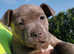 Stunning blue Staffordshire Bull Terrier puppies